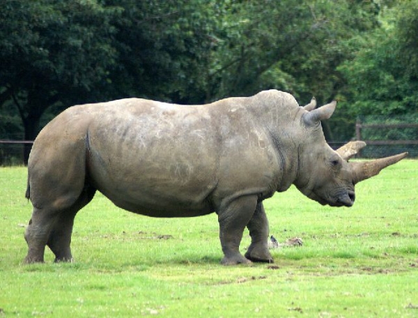 Creation of RhinoForce: Step 1
